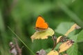 large copper: very orange butterfly