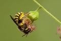 Grote Wolbij, Wool Carder Bee, Anthidium manicatum Royalty Free Stock Photo