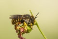 Grote Wolbij, Wool Carder Bee, Anthidium manicatum Royalty Free Stock Photo