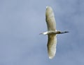 Grote Zilverreiger, Great Egret, Ardea alba