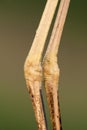 Grote Zilverreiger, Western Great Egret, Ardea alba alba Royalty Free Stock Photo