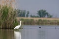 Grote Zilverreiger, Western Great Egret, Ardea alba alba