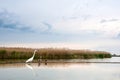 Grote Zilverreiger, Western Great Egret, Ardea alba alba Royalty Free Stock Photo