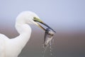 Grote Zilverreiger, Western Great Egret, Ardea alba alba Royalty Free Stock Photo