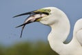 Grote Zilverreiger, Western Great Egret, Ardea alba alba Royalty Free Stock Photo