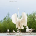 Grote Zilverreiger, Western Great Egret, Ardea alba alba Royalty Free Stock Photo