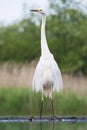 Grote Zilverreiger, Western Great Egret, Ardea alba alba Royalty Free Stock Photo