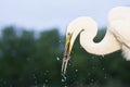 Grote Zilverreiger, Western Great Egret, Ardea alba alba