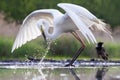 Grote Zilverreiger, Western Great Egret, Ardea alba alba Royalty Free Stock Photo