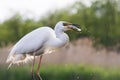 Grote Zilverreiger, Western Great Egret, Ardea alba alba Royalty Free Stock Photo