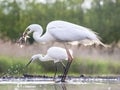 Grote Zilverreiger, Western Great Egret, Ardea alba alba Royalty Free Stock Photo