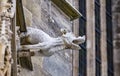 Grotesque gargoyle water spout sculpture on facade of gothic medieval St. Stephen`s Cathedral or Stephansdom in Vienna, Austria