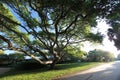 Grotesque tree Royalty Free Stock Photo