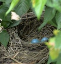 Two blue robins eggs settled deeply in nest