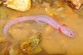 Grotto Salamander, Eurycea spelaea Royalty Free Stock Photo