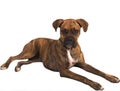 Grouchy dog with clipping path Royalty Free Stock Photo