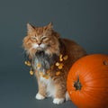 Grouchy Halloween Cat Royalty Free Stock Photo