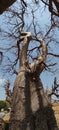 A Groudview of Baobab Tree, Mandav Royalty Free Stock Photo