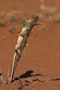 Ground Agama Royalty Free Stock Photo