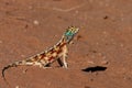 Ground Agama Royalty Free Stock Photo