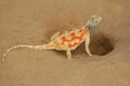 Ground agama Royalty Free Stock Photo