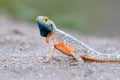 Ground agama Royalty Free Stock Photo