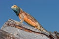 Ground agama Royalty Free Stock Photo