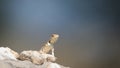 Ground Agama (Agama aculeata) Kgalagadi Transfrontier Park, South Africa Royalty Free Stock Photo