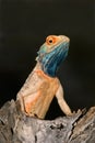 Ground agama, South Africa Royalty Free Stock Photo