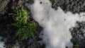 Ground appears from under the snow in the early spring Royalty Free Stock Photo