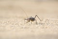 A Ground Armour plated cricket. Close up. Macro shot. Detailed image. found in Southern Namibia, Zimbabwe, South Africa, Angola &