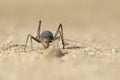 A Ground Armour plated cricket. Close up. Macro shot. Detailed image. found in Southern Namibia, Zimbabwe, South Africa & Botswana