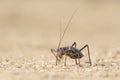 A Ground Armour plated cricket. Close up. Macro shot. Detailed image. found in Southern Namibia, Zimbabwe, South Africa, Swaziland