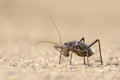 A Ground Armour plated cricket. Close up. Macro shot. Detailed image. found in Southern Namibia, Zimbabwe, South Africa, Swaziland