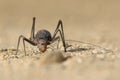 A Ground Armour plated cricket. Close up. Macro shot. Detailed image. found in Southern Namibia, South Africa. Unique looking spec