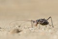 A Ground Armour plated cricket. Close up. Macro shot. Detailed image. Southern Namibia. Unique looking specimen.