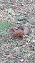 Little wild forest red squirrel jumping on the ground. Animal looking for nuts.