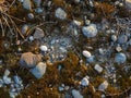 Ground background. Stones, pebbles, earth and moss. What is under your feet. Beach ground