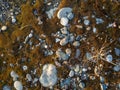 Ground background. Stones, pebbles, earth and moss. What is under your feet. Beach ground