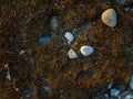 Ground background. Stones, pebbles, earth and moss. What is under your feet. Beach ground