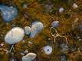 Ground background. Stones, pebbles, earth and moss. What is under your feet. Beach ground