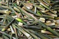 On the ground the bark of the bamboo shoot