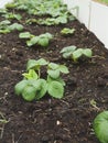 Ground bed of organic strawberry.