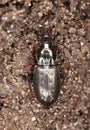 Ground beetle. Royalty Free Stock Photo