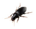 Ground beetle Royalty Free Stock Photo