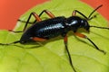 Ground beetle