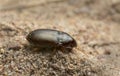 Ground beetle, Amara bifrons on sand