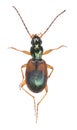 Ground beetle, Anchomenus dorsalis isolated