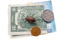 Ground beetle on the bill of the two-dollar bill next to small coins of Bosnia and Herzogovina, Iceland, Europe Royalty Free Stock Photo