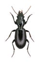 Ground beetle Broscus cephalotes Royalty Free Stock Photo